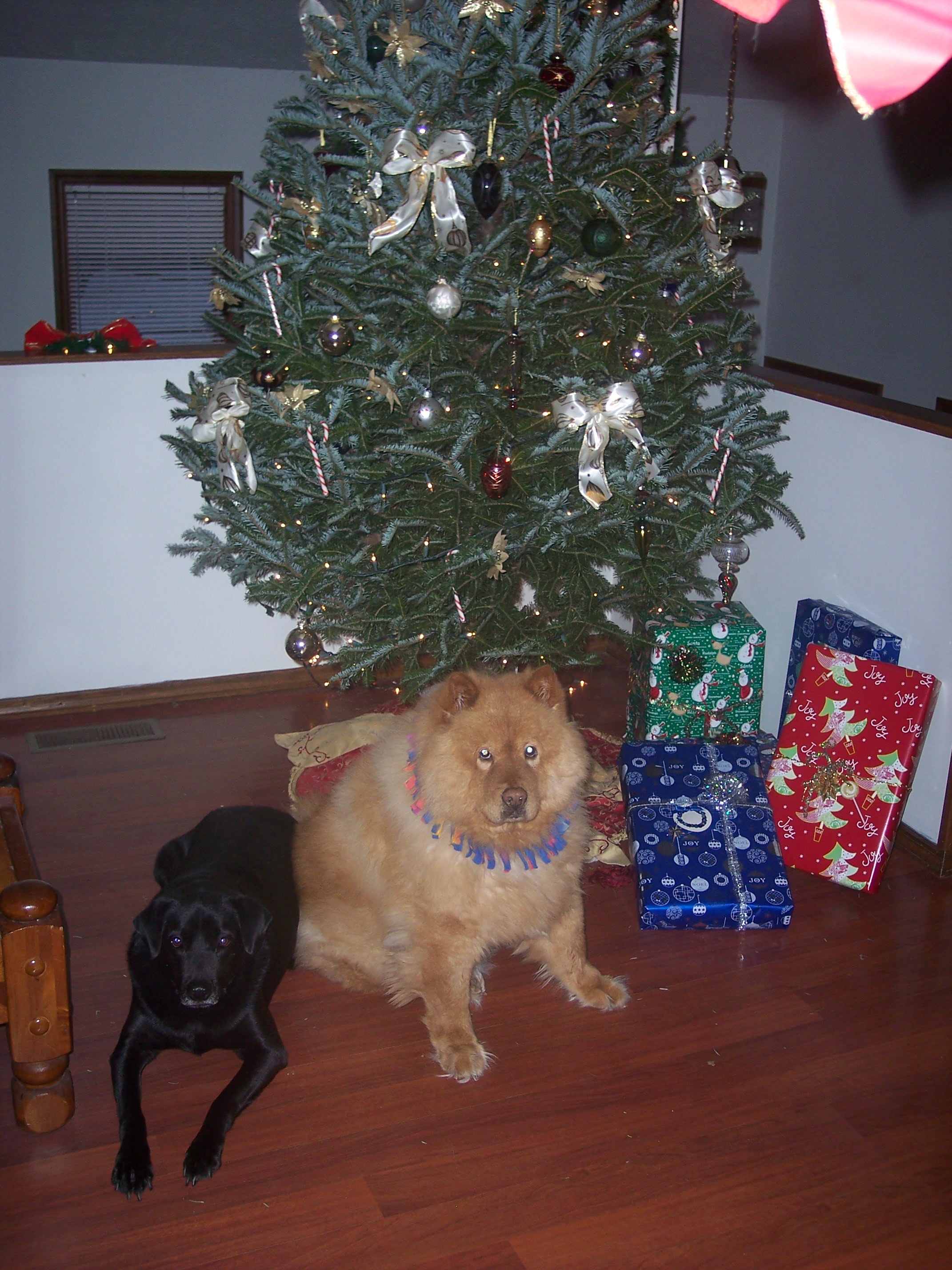 Holiday Dogs